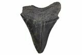 Serrated, Fossil Megalodon Tooth - South Carolina #306248-1